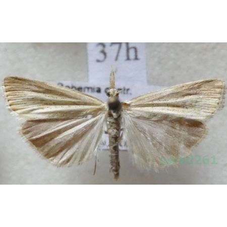 Agriphila straminella (Denis & Schiffermüller, 1775) Wachlarzyk słomkowy Czech37h